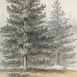 Pinus Contorta