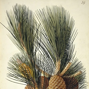 Pinus pinaster Aiton, cluster pine