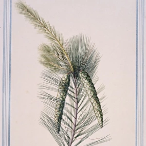 Pinus strobus L. Weymouth pine