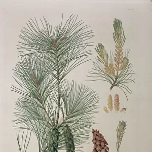 Pinus strobus L. Weymouth or white pine