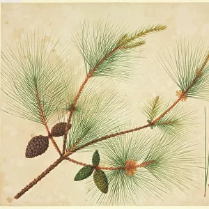 Pinus wallichiana, pine tree