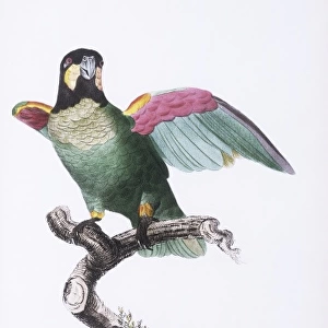 Pionopsitta barrabandi, orange-cheeked parrot