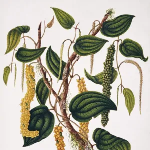 Piper nigrum, pepper vine