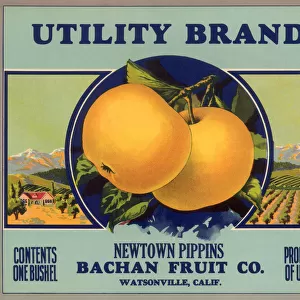 Pippin Apple Label