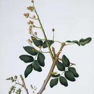Pistacia vera, pistachio tree