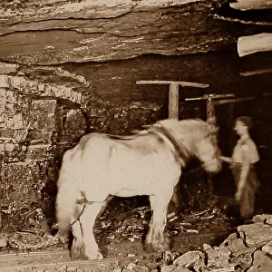 Pit pony in a coal mine