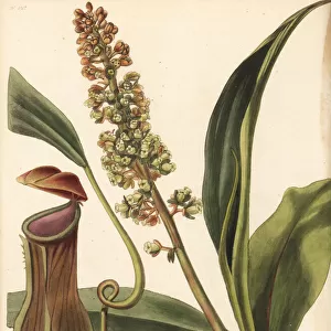 Pitcher plant, Nepenthes distillatoria