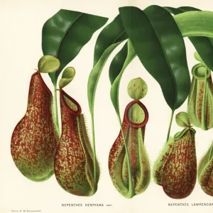 Pitcher plant varieties