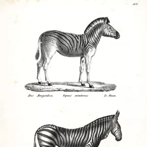 Plains zebra and mountain zebra