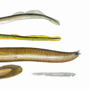 Planers and Mud Lamprey, Borer and Lancelet