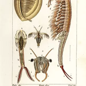 Planktonic crustaceans: Limnadia hermani and Branchinecta