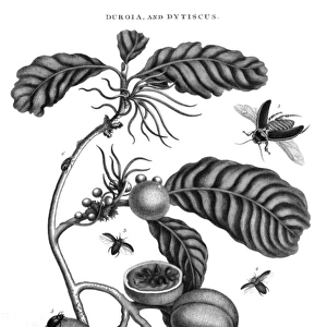 Plant, Fruit & Insects