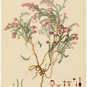Plant illustration by Franz Andreas Bauer