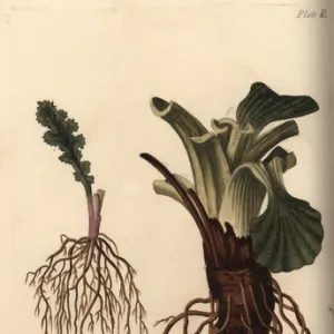 Plant roots: fibrous root of groundsel Senecio