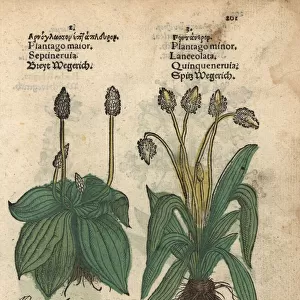 Plantain, Plantago major, and ribwort plantain