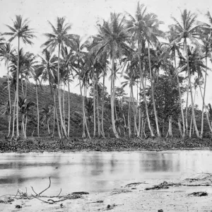 Plantation. Ovalau Island, Fiji