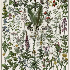 Plantes Medicinales - Medicinal plants