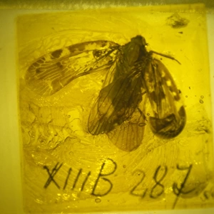 Planthopper bug in Baltic amber