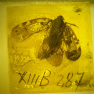 Planthopper bug in Baltic amber