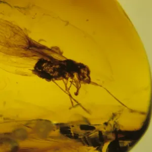 Planthopper bug in Mexican amber