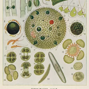 Plants / Algae