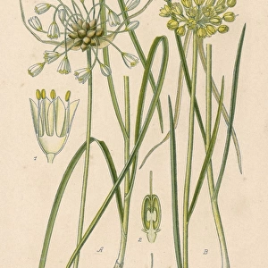Plants / Allium Sp