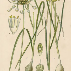 Plants / Allium Sp