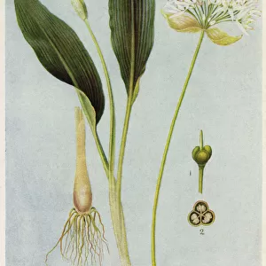 Plants / Allium Ursinum