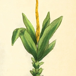 Plants / Alpinia Galanga