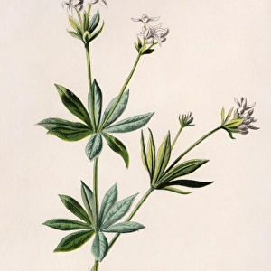 Plants / Asperula Odorata