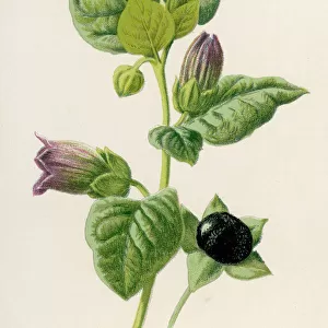 Plants / Atropa Belladonna