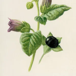 Plants / Atropa Belladonna