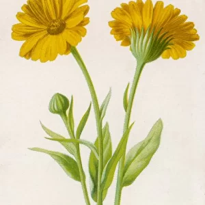 Plants / Common Marigold