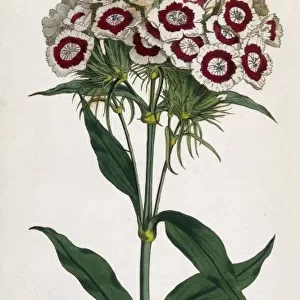 Plants / Dianthus Barbatus