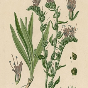 Plants / Echium Vulgare