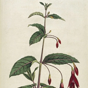 Plants / Fuchsia