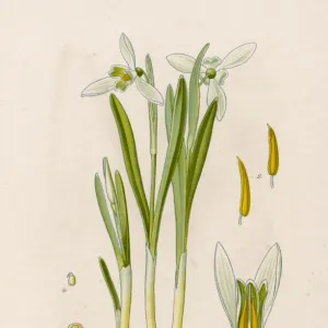 Plants / Galanthus Nivalis