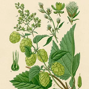 Plants / Humulus Lupulus