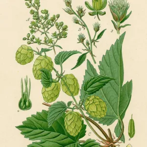 Plants / Humulus Lupulus