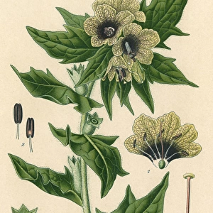 Plants / Hyoscyamus Niger