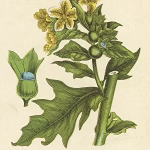 Plants / Hyoscyamus Niger
