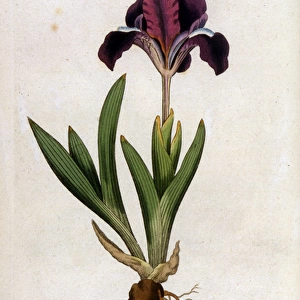 Plants / Iris Pumila