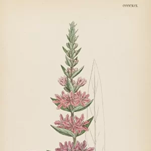 Plants / Lythrum Salicaria