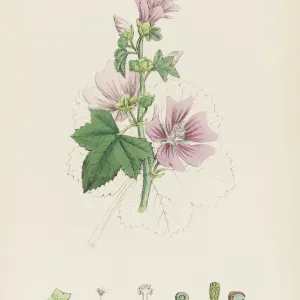 Plants / Malva Sylvestris