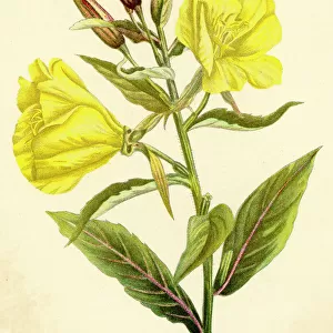 Plants / Oenothera Biennis