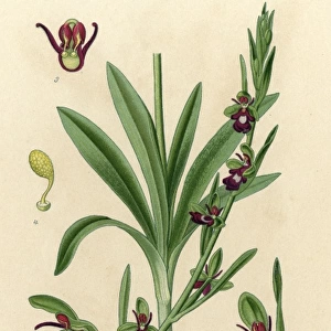 Plants / Ophrys Muscifera