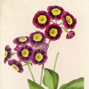 Plants / Primula Auricula