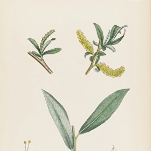 Plants / Salix Alba