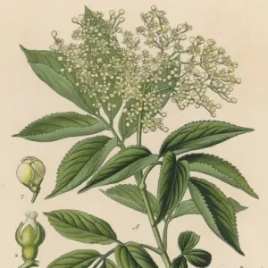 VALERIAN パンフレット Common Valerian Print, Handcoloured Lithograph 1880. Art