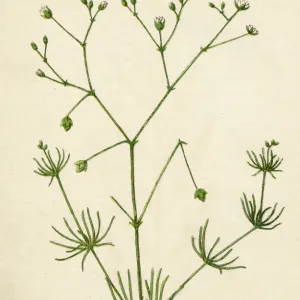 PLANTS / SPERGULA ARVENSIS